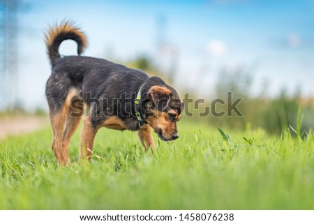 Similar – Image, Stock Photo Margaret Dog Grass Green