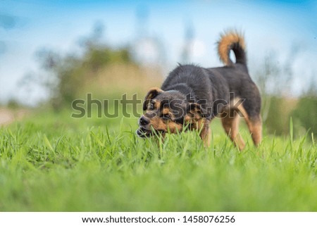 Image, Stock Photo Margaret Dog Grass Green