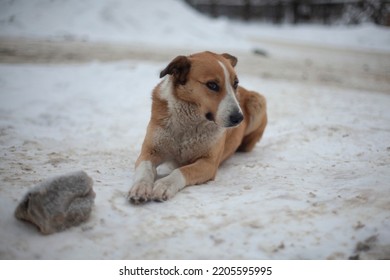 Stray Dog In Winter On Street. Dog Lies In Snow. Pet Without Owner. Dog With Red Hair Without Home.