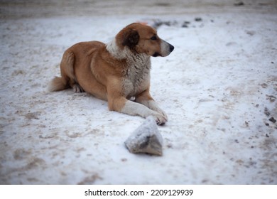 Stray Dog In Winter On Street. Dog Lies In Snow. Pet Without Owner. Dog With Red Hair Without Home.