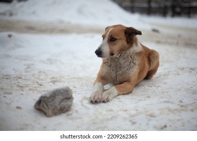 Stray Dog In Winter On Street. Dog Lies In Snow. Pet Without Owner. Dog With Red Hair Without Home.