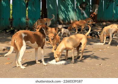 stray dogs eating rice in Mumbai in India - Powered by Shutterstock