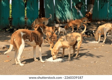 stray dogs eating rice in Mumbai in India