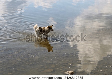 Stray dogs hunt birds in shallow water in a lake in the city of Sebezh. Pskov region, Russia.