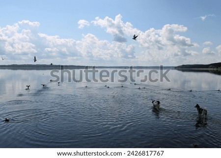 Stray dogs hunt birds in shallow water in a lake in the city of Sebezh. Pskov region, Russia.