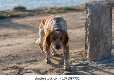 what dogs are native to sardinia