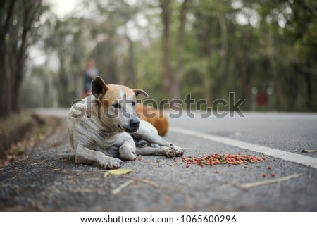 
Stray dogs lie on the side of the road with food laid around them