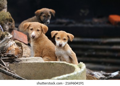 Stray dogs in Morocco. Stray puppies at a construction site, hiding among rubble.