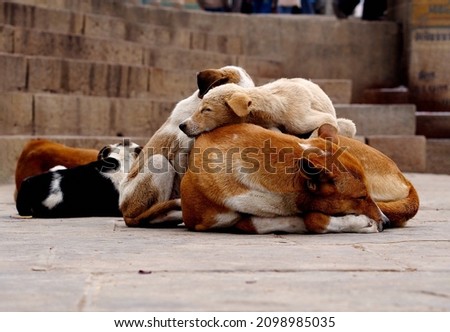 stray dogs sleeping stacked on top of each other. 