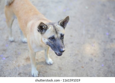 Stray Dogs Starving ,asia Thailand