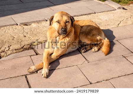 Stray dogs that were health-checked and rendered harmless by the authorities,