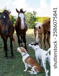 Stray dogs and wild horses greeting each other. Vieques, Puerto Rico.