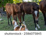 Stray dogs and wild horses greeting each other. Vieques, Puerto Rico.