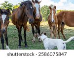 Stray dogs and wild horses greeting each other. Vieques, Puerto Rico.