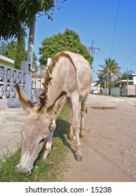 Stray donkey on suburbian mexican gravel road