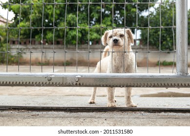 A Stray Or Escaped Dog Waiting Outside The House Steel Fence In The Raining Day.