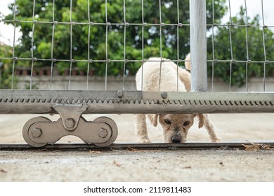 A Stray Or Escaped Dog Waiting Outside The House Steel Fence In The Raining Day.