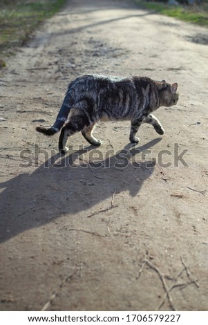 Stray fat tabby cat is walking on the path at sunny spring day