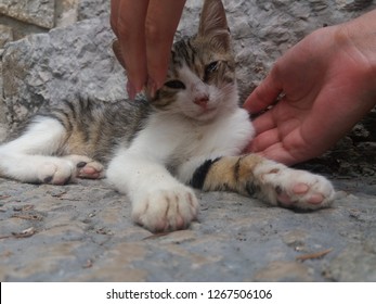 Stray Feral Cat Kitten Eye Infection Stock Photo 1267506106 | Shutterstock