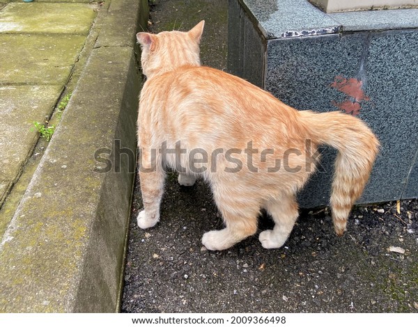 Photo De Stock Chat Gingembre Debraye Avec Une Queue Cassee Shutterstock