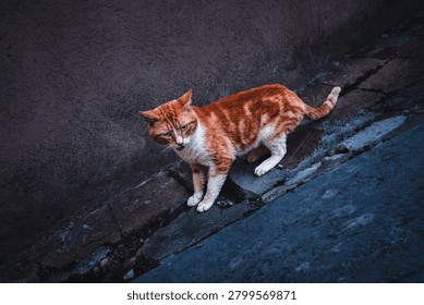 Stray ginger cat exploring an old street with dramatic shadows and urban textures, captured in a candid moment.