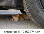 Stray Ginger Cat Resting Under a Car. A ginger cat lies under a parked car in the shade, escaping the heat of the day.