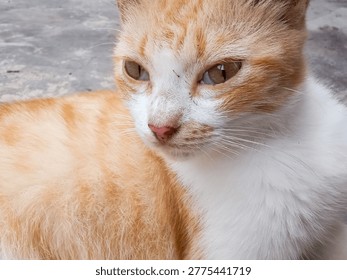 Stray ginger cat with visible third eyelid or nictitating membrane covering its eyes. A common sign of illness, dehydration, or eye infection in felines