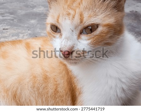 Stray ginger cat with visible third eyelid or nictitating membrane covering its eyes. A common sign of illness, dehydration, or eye infection in felines