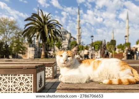 Stray ginger and white cat lying on a wooden bench with the Blue Mosque and a palm tree in the background in Istanbul, Turkey. Famous Turkish street cat or kedi.