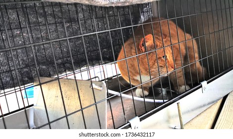 Stray Homeless Cat Caught In Trap And Rescued