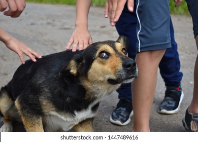 Stray Hungry Dog. Children Iron The Stray Scared Dog On The Street. Children's Hands And Head Of A Dog Close Up. Summer Children's Vacation