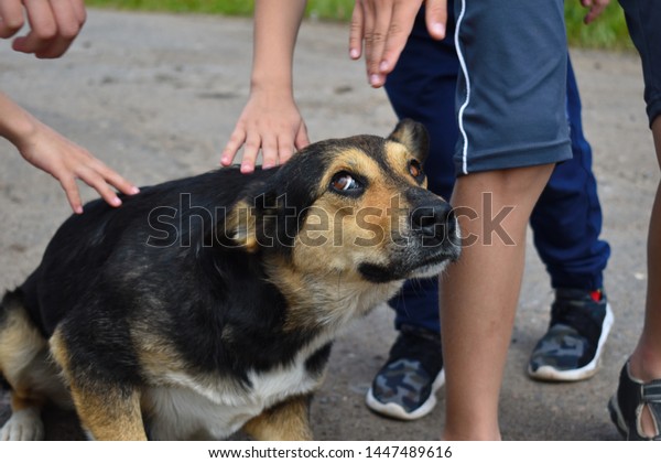 Stray hungry dog. Children iron the stray scared dog on the street. Children's hands and head of a dog close up. Summer children's vacation