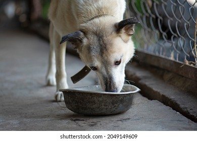 Stray hungry dog eating from a bowl. Hungry dog in adoption centre. Bowl with dog food  in dog shelter.