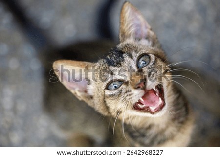 Stray kitten crying loudly asking for help and food