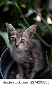 Stray kitten with nature, innocent kitten - Shutterstock ID 2274203955