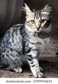 A Stray Kitten with a Sharp Gaze
