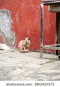 Stray light brown cat sitting on a concrete floor next to a weathered red wall