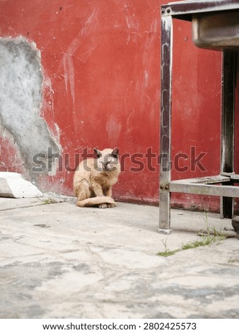Stray light brown cat sitting on a concrete floor next to a weathered red wall