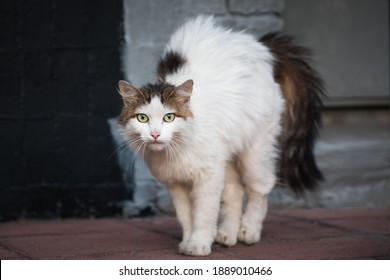 Stray long-haired white with black tail domestic cat standing with arched back and hair standing out - Shutterstock ID 1889010466