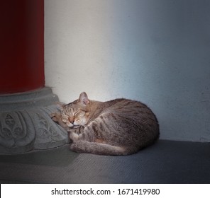 飼い主はかわいいウィンターホワイトドワーフハムスターにペットフードを与える 冬の白いハムスターは 冬の白い矮星 ジュンガリー シベリアンハムスターとも呼ばれています 写真素材 Shutterstock