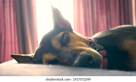 Stray Mongrel Rescued Thai Dog Resting In Bed Soft Light Background Horizontal No People Looking At Camera