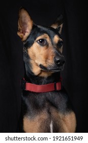 Stray Mongrel Rescued Thai Dog Portrait Soft Black Background Lookind One Side Vertical No People