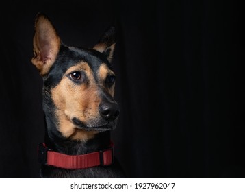 Stray Mongrel Rescued Thai Dog Portrait Soft Black Background Lookind One Side Horizontal No People