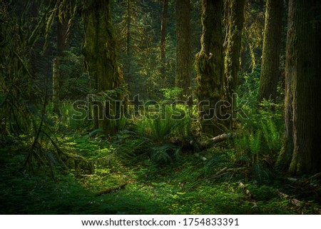 Similar – Image, Stock Photo Sunbeams on the forest path