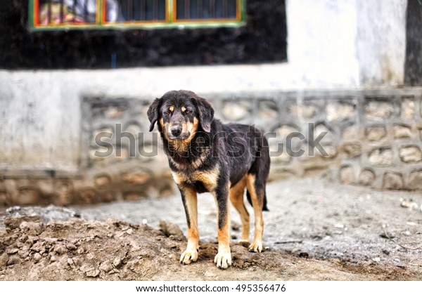 Stray Mutt Dog Standing On Street Stock Photo (Edit Now) 495356476