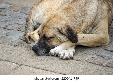 A Stray Old Dog Sleepoing On A Pavement .