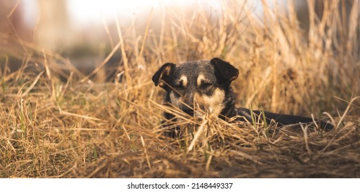 Stray and poor dog in the field, beautiful homeless animals banner background 