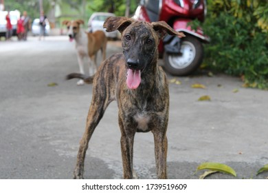 A Stray Pup Pauses For A Photo - Op