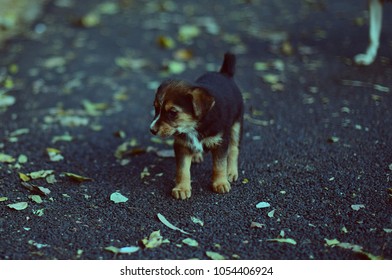 Stray Puppies of India