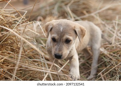 Stray Puppy Playing In Paddy Straw